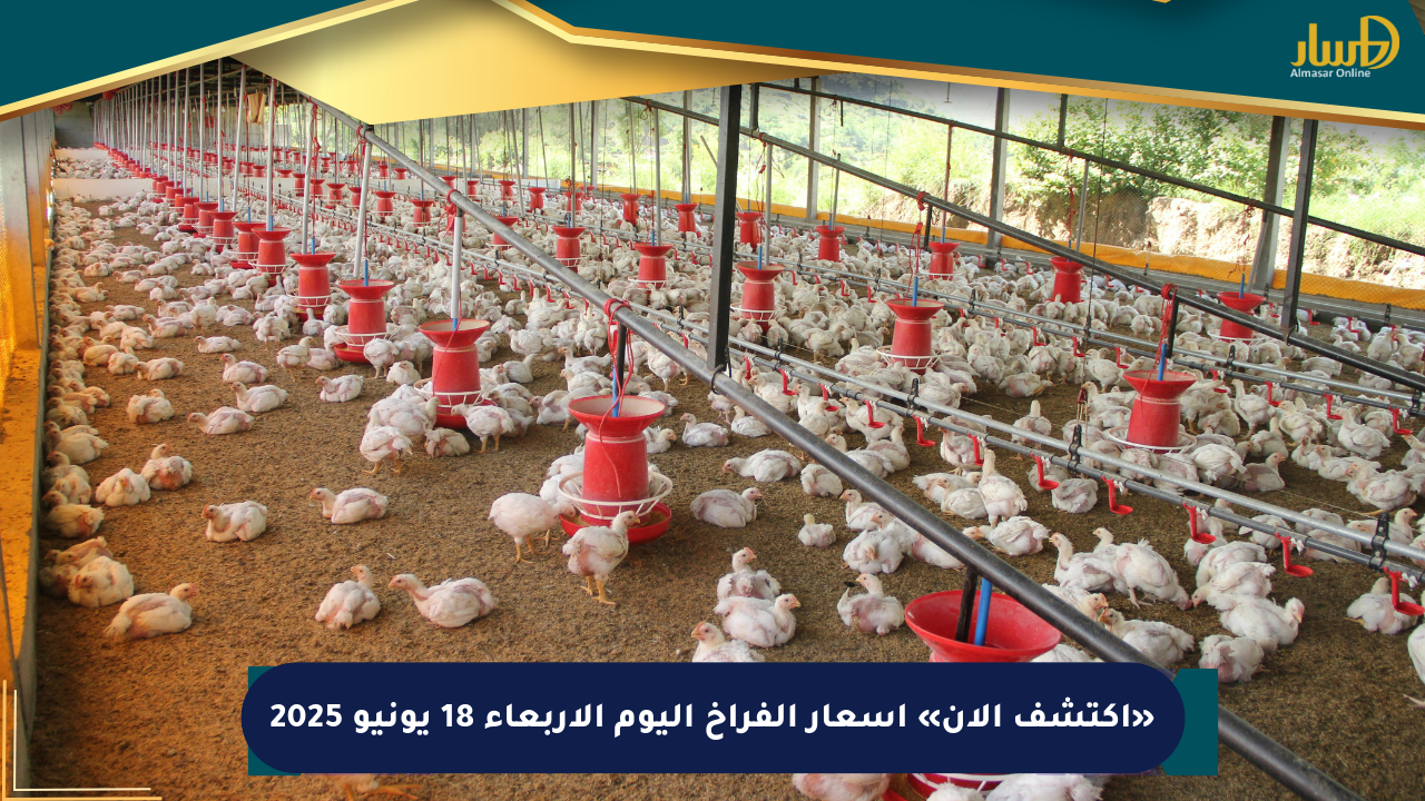 «اكتشف الآن» أسعار الفراخ اليوم الأربعاء 18 يونيو 2025